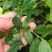 杜克蓝莓苗优瑞卡蓝莓苗30～50公分果大口感好