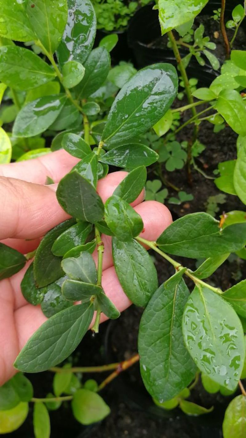 杜克蓝莓苗优瑞卡蓝莓苗30～50公分果大口感好