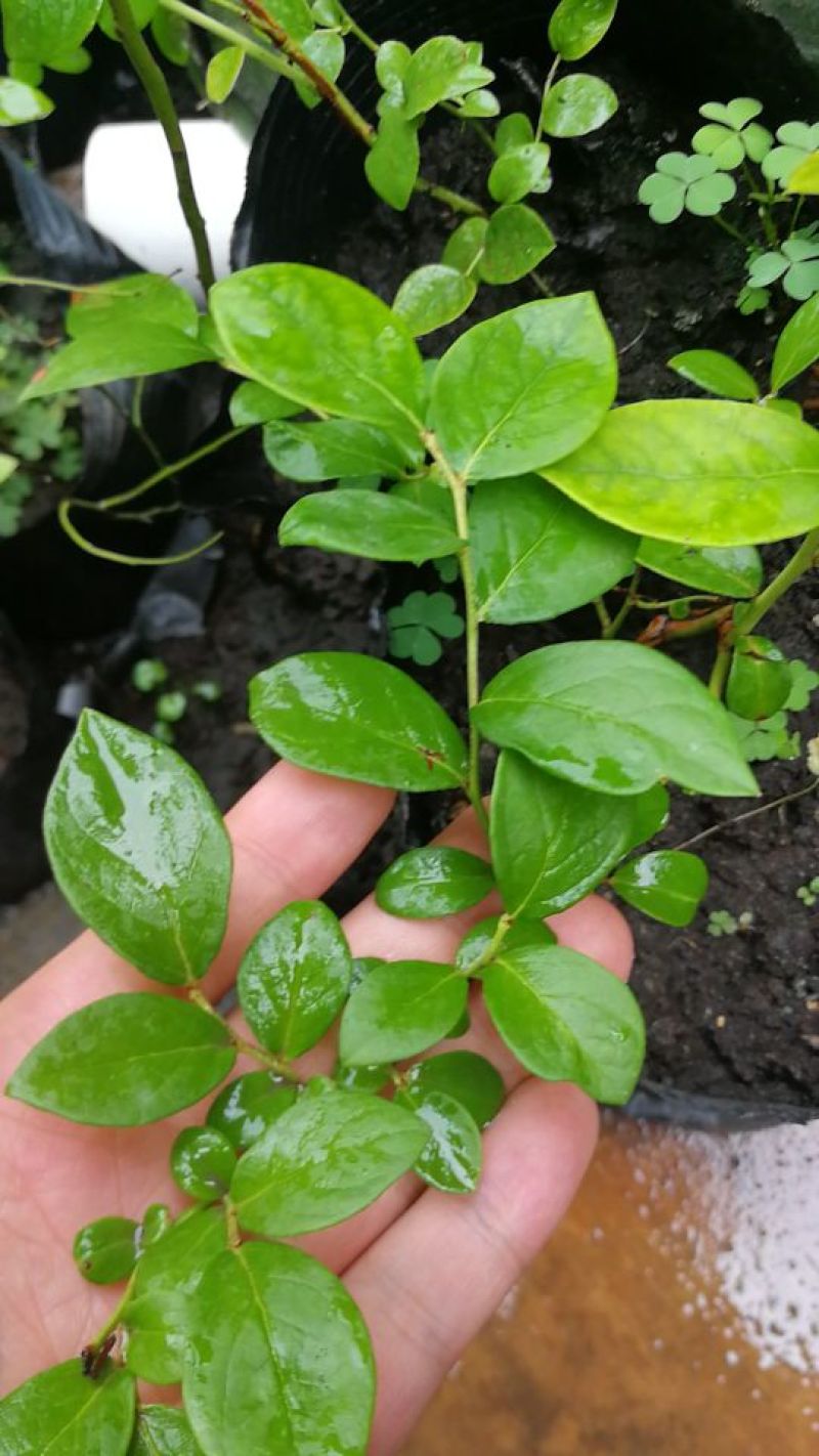 杜克蓝莓苗优瑞卡蓝莓苗30～50公分果大口感好