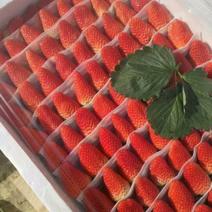 妙香草莓苗20～30公分品种纯口感甜各品种齐全