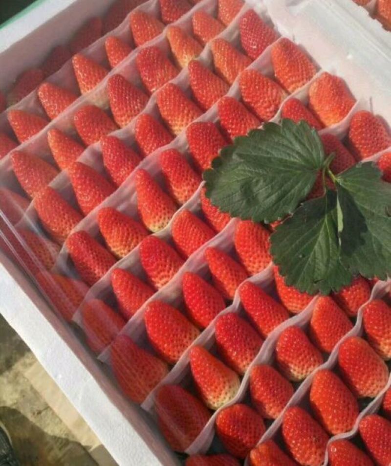 妙香草莓苗20～30公分品种纯口感甜各品种齐全