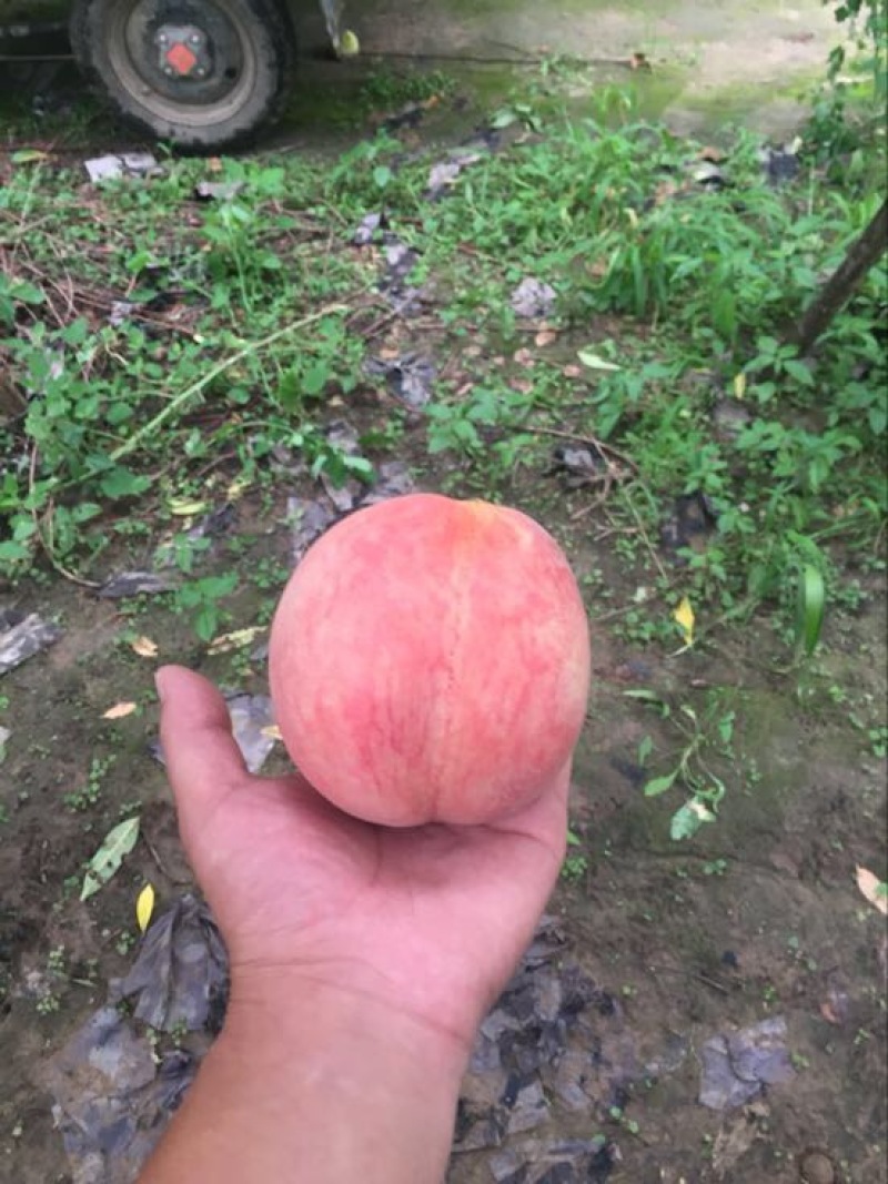 绿化9号桃自己种的个大超甜新鲜现采摘