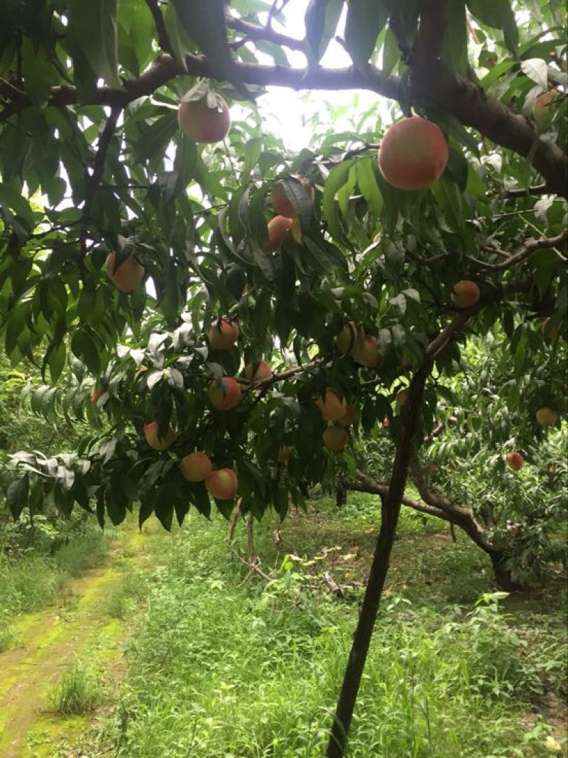 绿化9号桃自己种的个大超甜新鲜现采摘