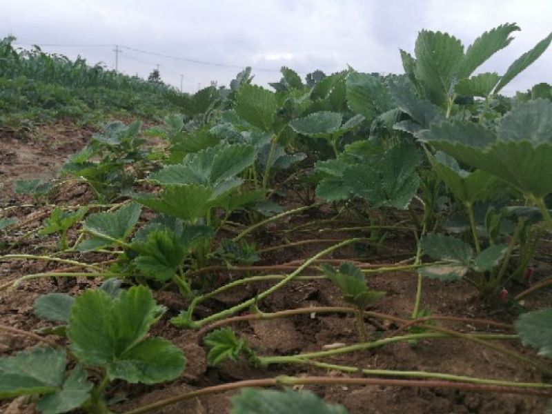 妙香草莓苗20～30公分品种纯口感甜各品种齐全