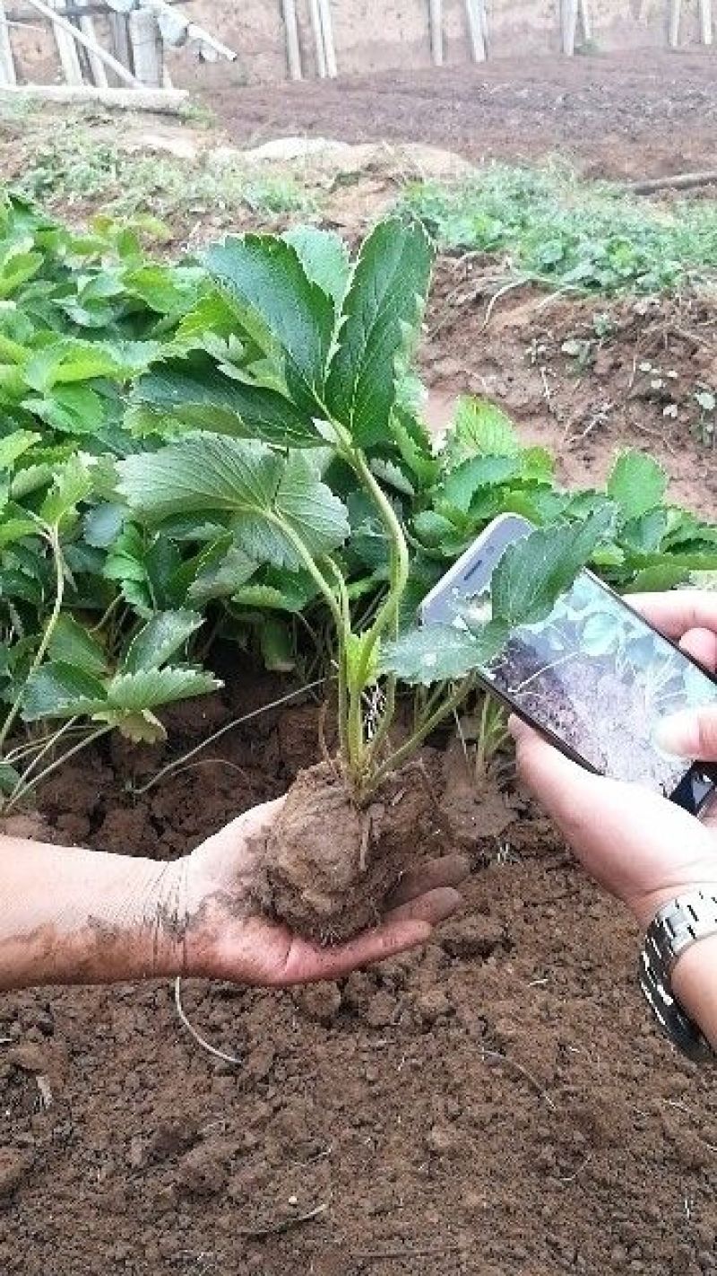 妙香草莓苗20～30公分品种纯口感甜各品种齐全