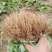 妙香草莓苗20～30公分品种纯口感甜各品种齐全