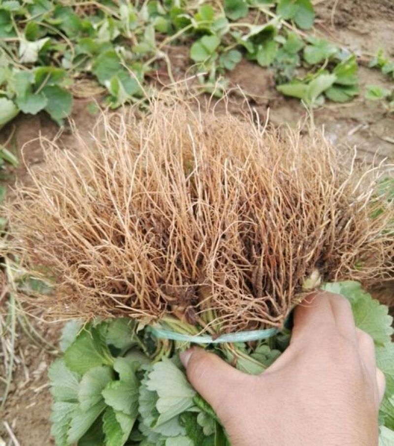 妙香草莓苗20～30公分品种纯口感甜各品种齐全