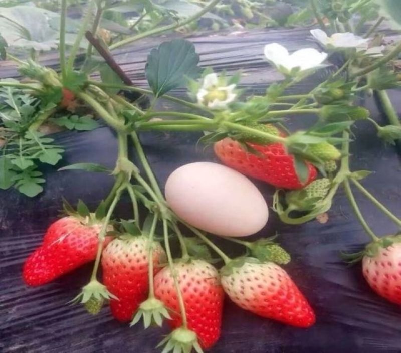 妙香草莓苗20～30公分品种纯口感甜各品种齐全