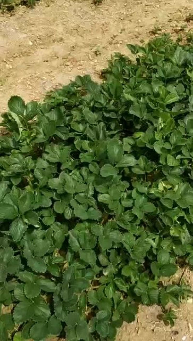 妙香草莓苗20～30公分品种纯口感甜各品种齐全