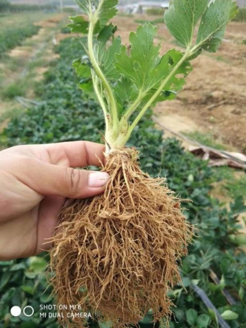 妙香草莓苗20～30公分品种纯口感甜各品种齐全