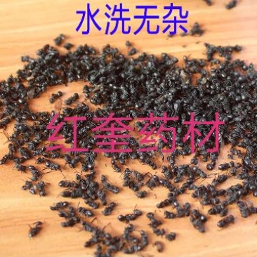 泡酒用黑蚂蚁纯干货野货品退换无忧欢迎下单售后无忧