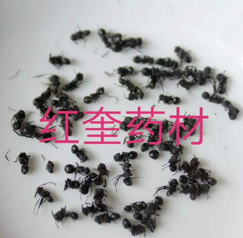 泡酒用黑蚂蚁纯干货野货品退换无忧欢迎下单售后无忧