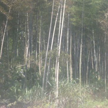 大量竹子待砍