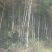 大量竹子待砍
