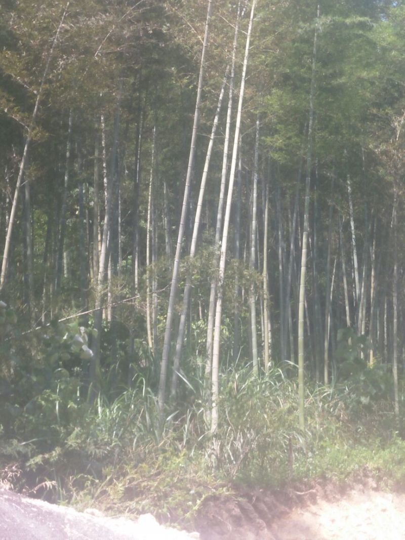 大量竹子待砍