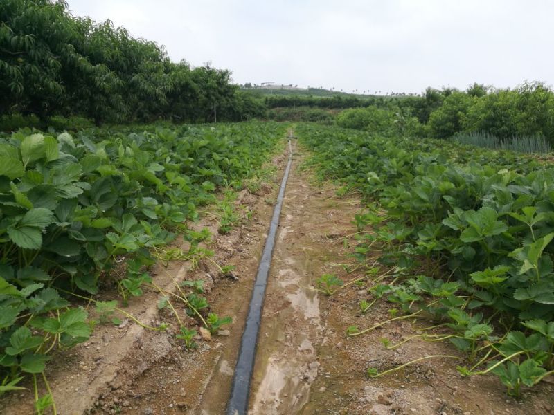 拉松6号草莓苗20～30公分风味独特酸甜可口