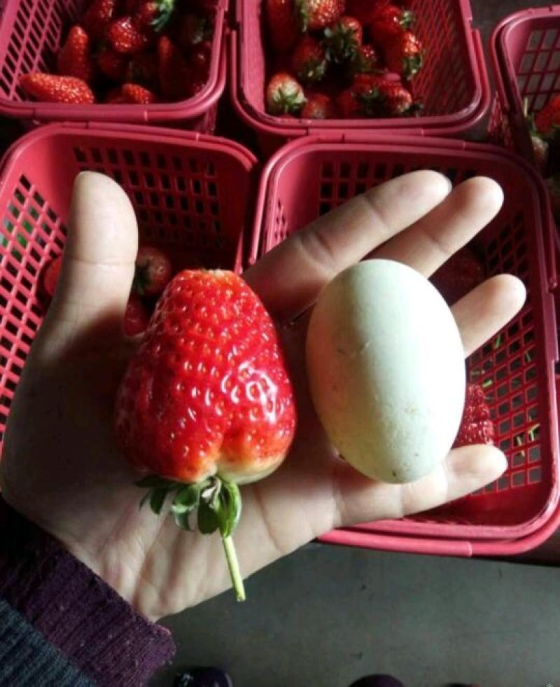 拉松6号草莓苗20～30公分风味独特酸甜可口