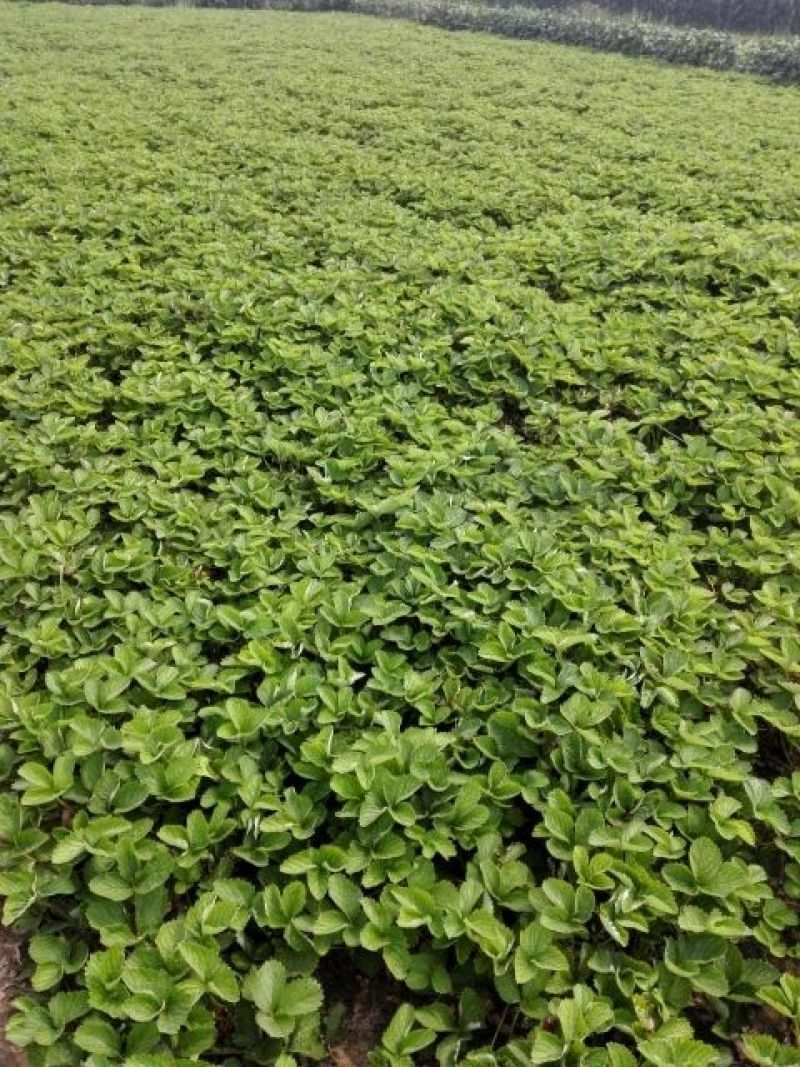 拉松6号草莓苗20～30公分风味独特酸甜可口