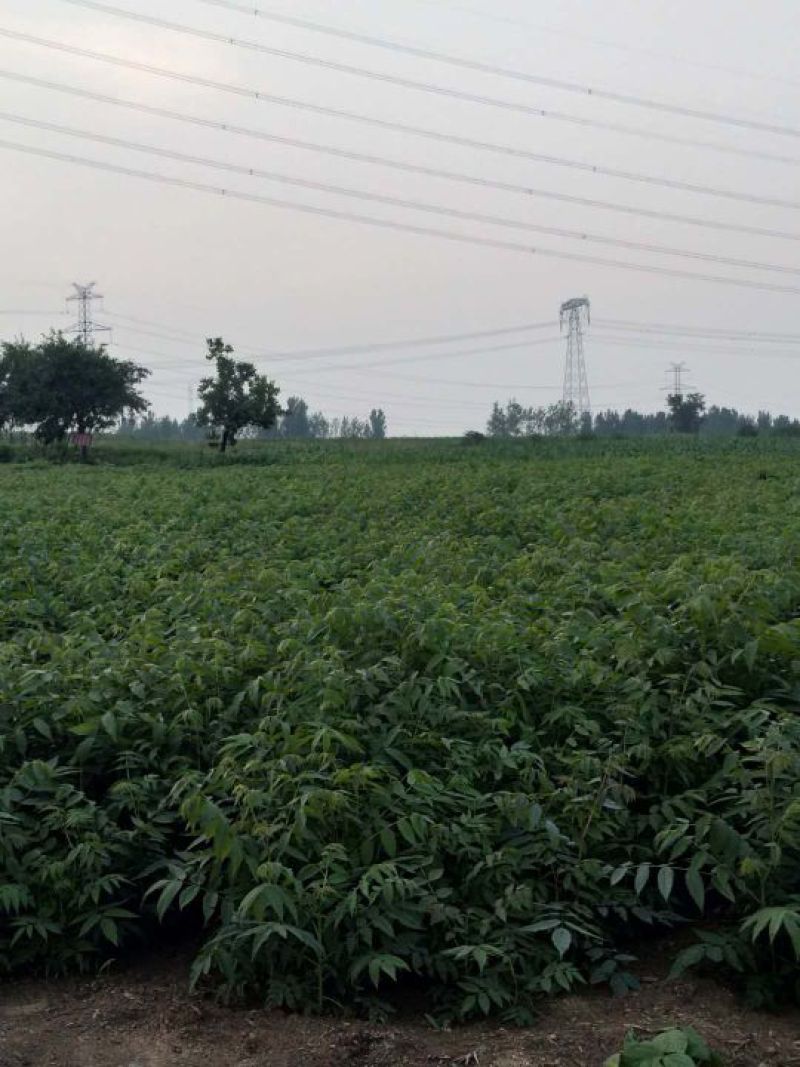 香椿苗红油香椿大香椿树