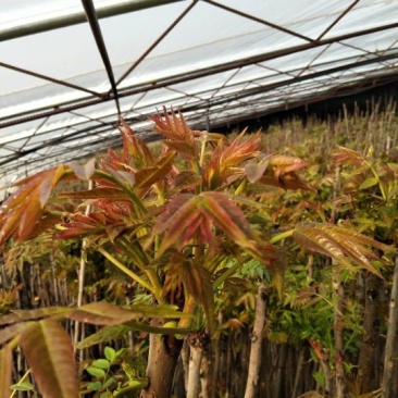 香椿苗红油香椿大香椿树