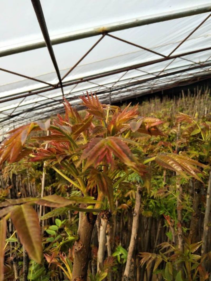 香椿苗红油香椿大香椿树