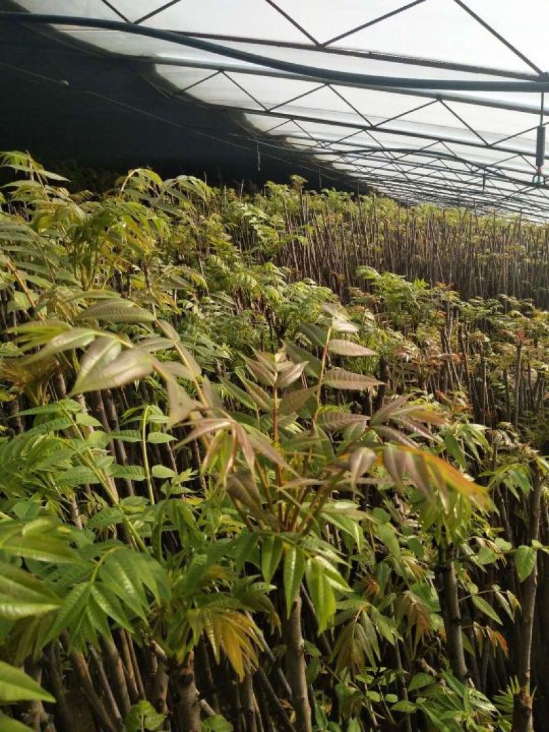 香椿苗红油香椿大香椿树