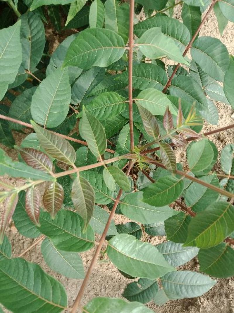 香椿苗红油香椿大香椿树