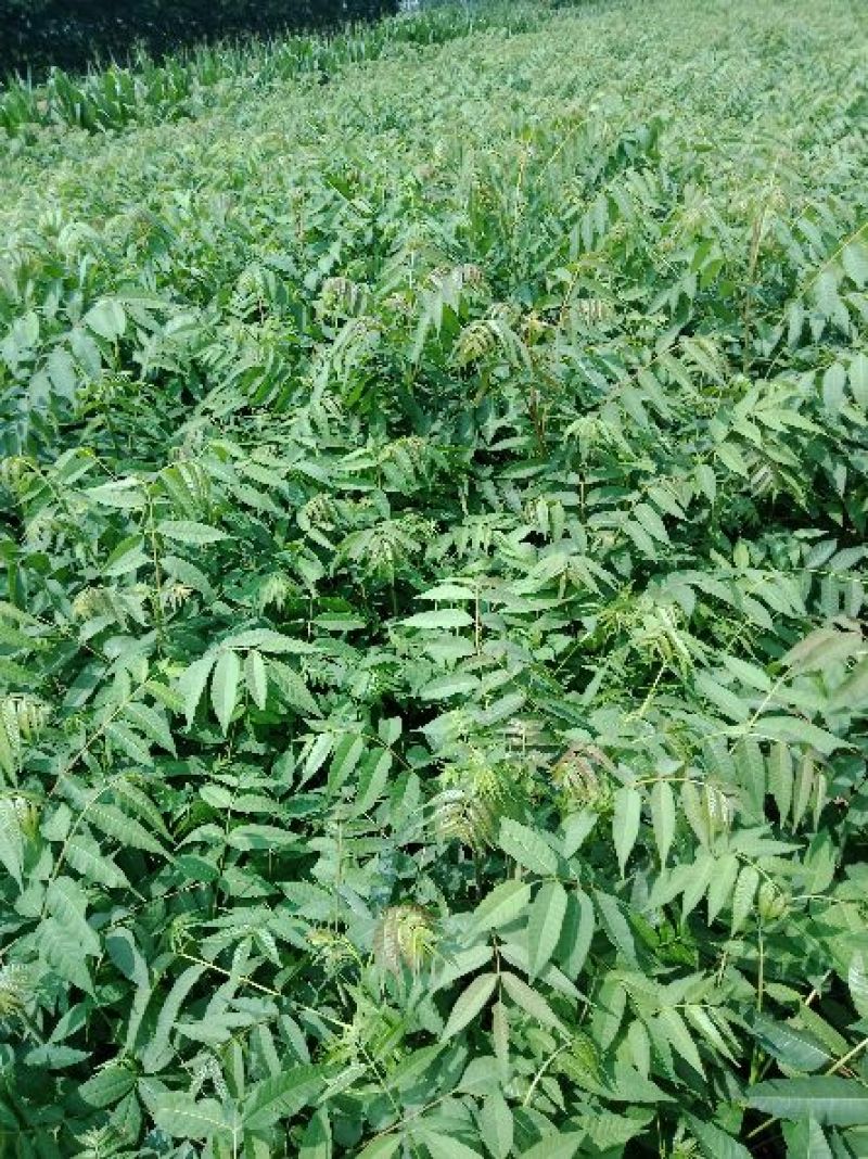 香椿苗红油香椿大香椿树