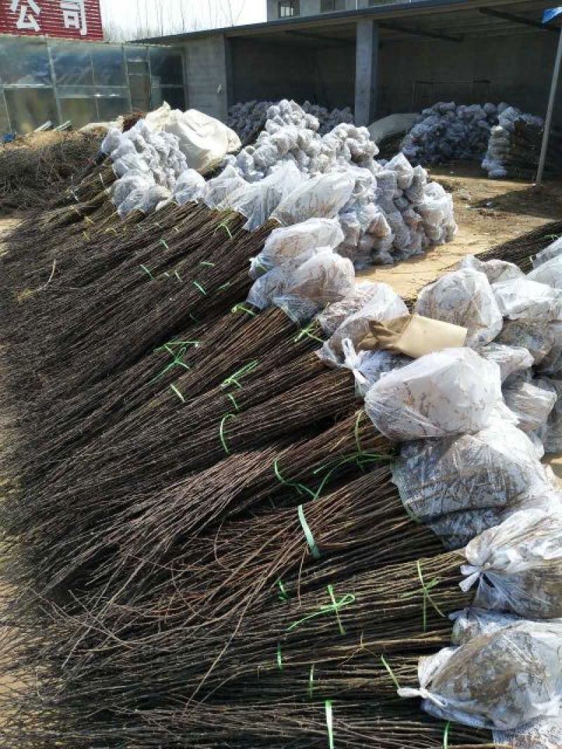 大红袍花椒苗，无刺花椒苗