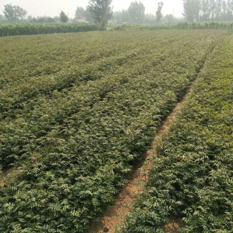 大红袍花椒苗，无刺花椒苗