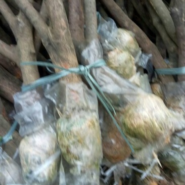 荔枝牵支苗