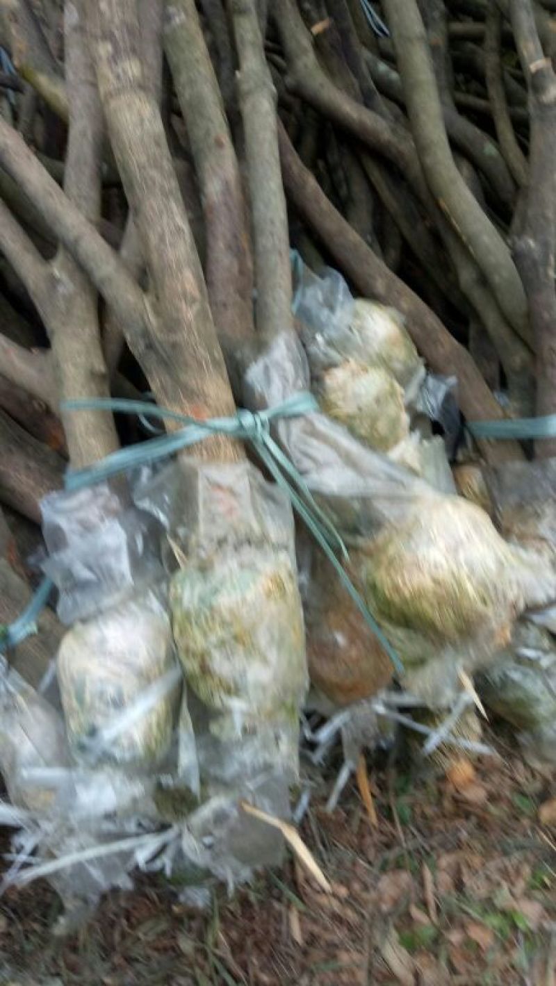 荔枝牵支苗
