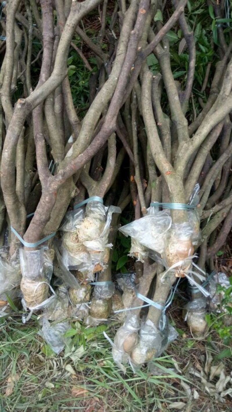 荔枝牵支苗