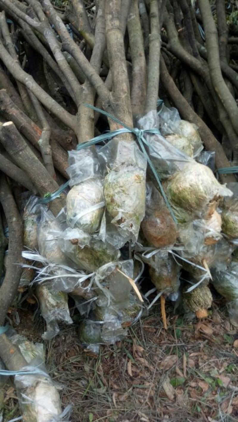 荔枝牵支苗