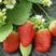 草莓苗法兰地，甜查理章姬蒙特瑞草莓苗20到30公分