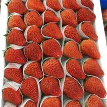 草莓苗法兰地，甜查理章姬蒙特瑞草莓苗20到30公分