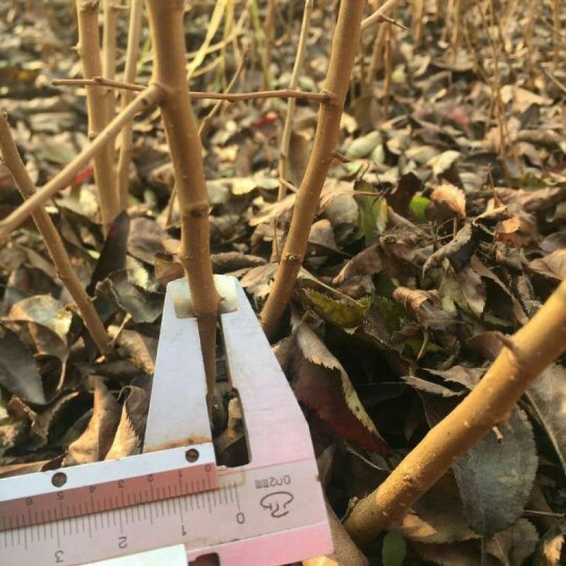 杜梨苗基地批发根系发达嫁接品种梨苗成活率高