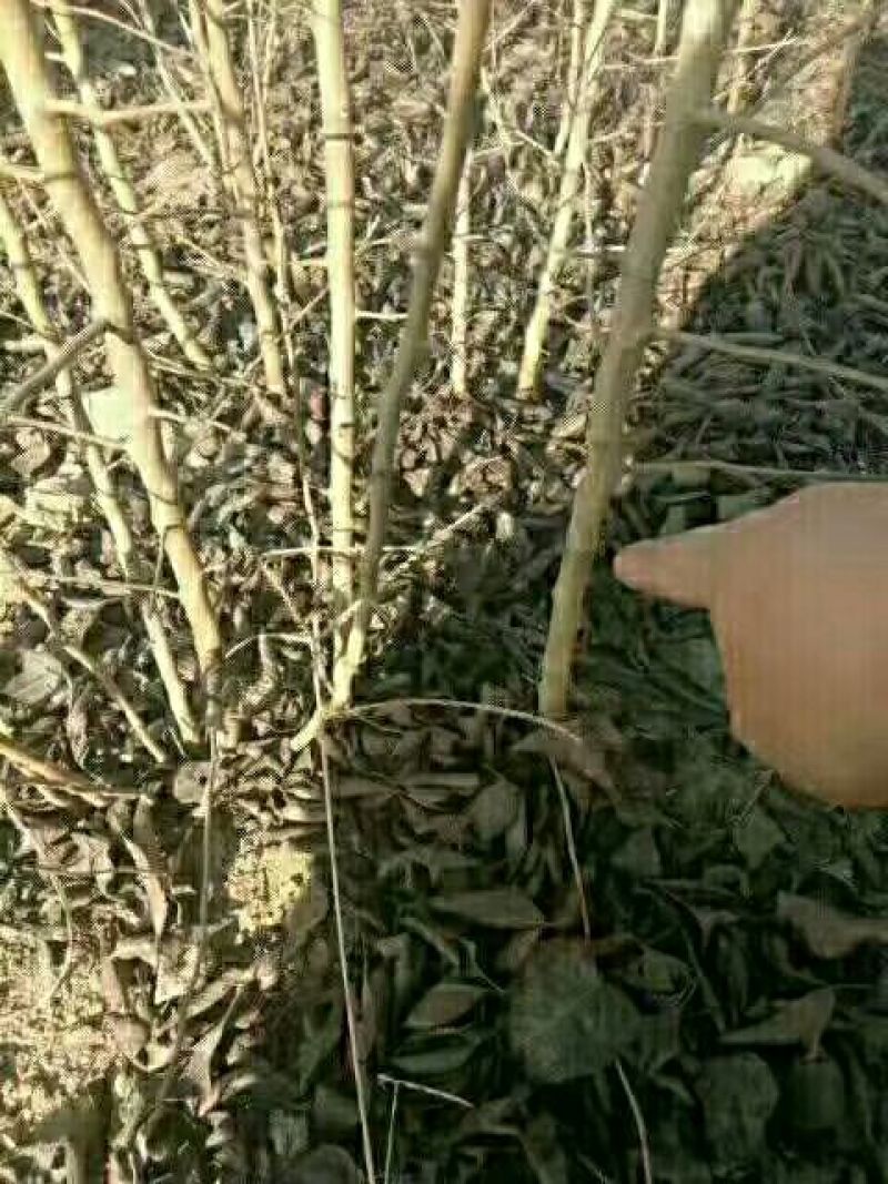 杜梨苗基地批发根系发达嫁接品种梨苗成活率高