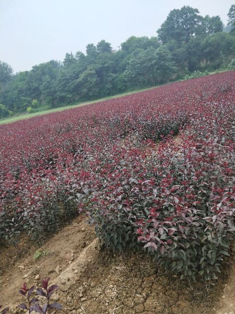 200万紫叶矮樱80~100cm2cm以下