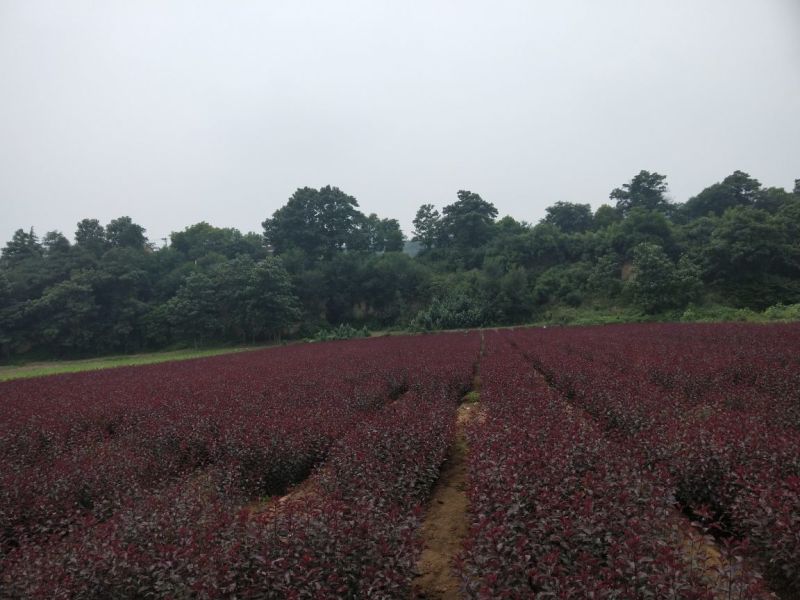 200万紫叶矮樱80~100cm2cm以下
