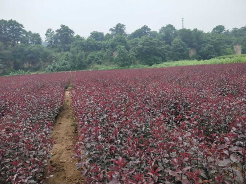 200万紫叶矮樱80~100cm2cm以下