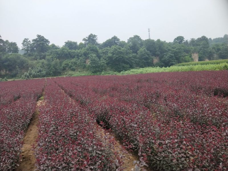 200万紫叶矮樱80~100cm2cm以下