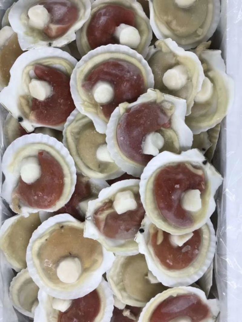 原壳贝