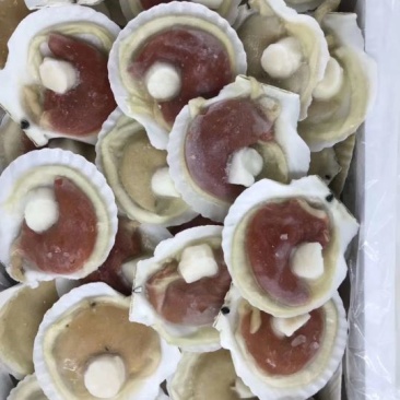 原壳贝