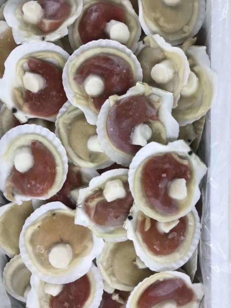 原壳贝