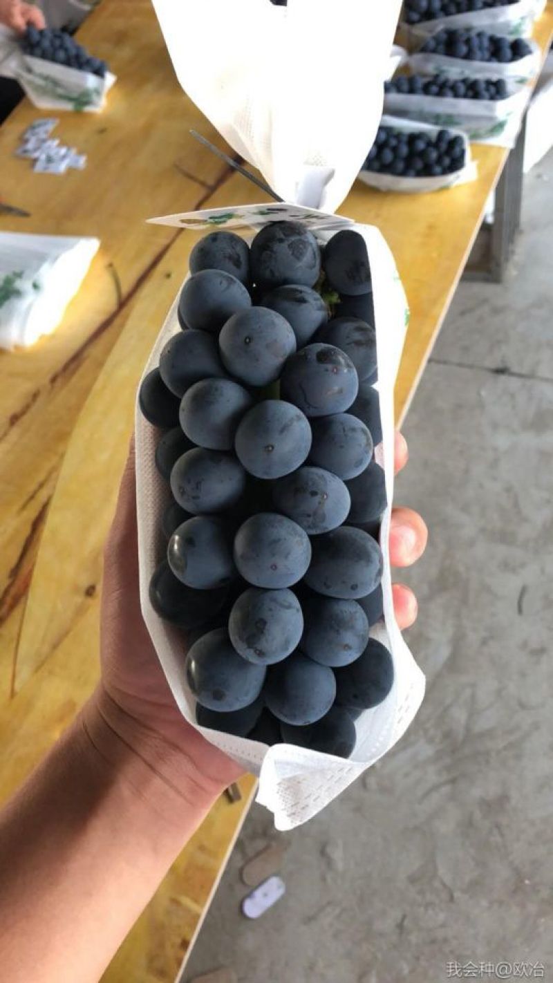 葡萄包装袋阳光玫瑰包装袋葡萄套袋