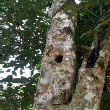 古树茶熟茶