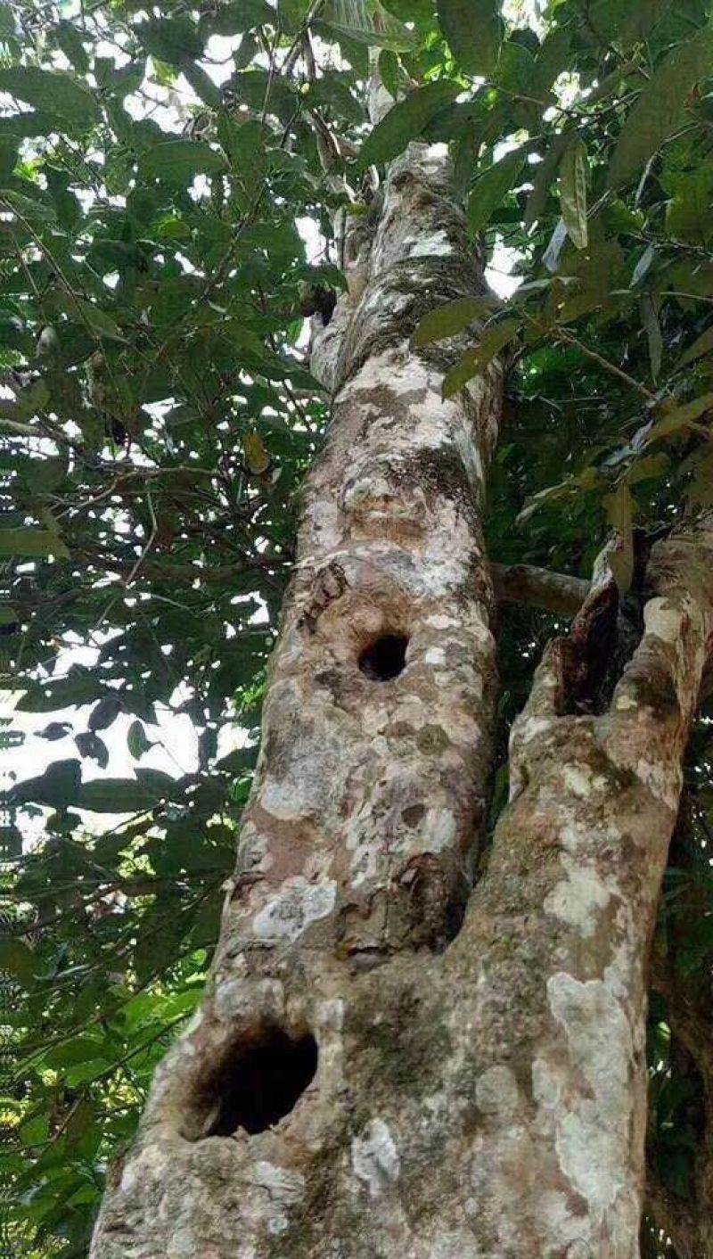 古树茶熟茶