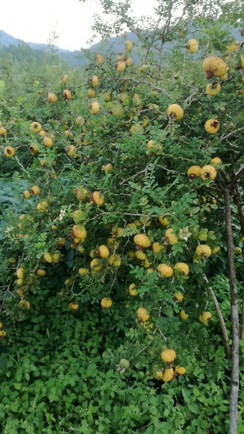 量大从优
