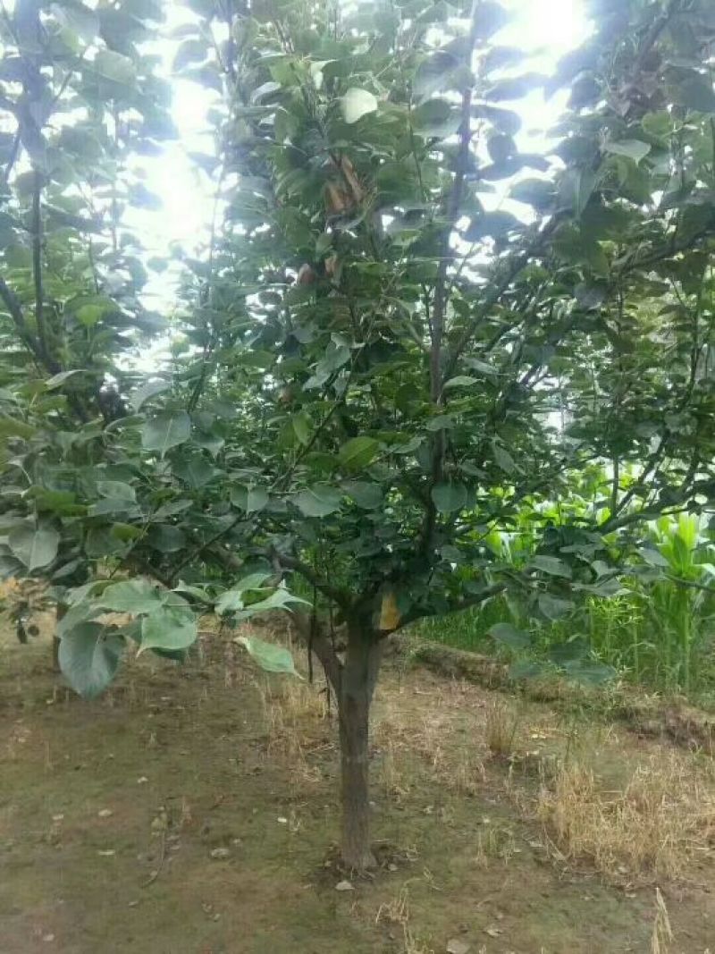 梨树4-40公分